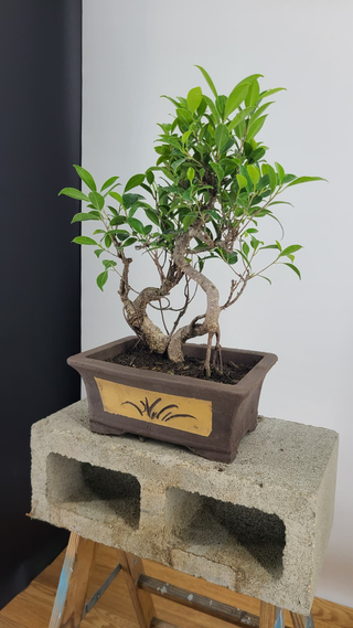 Tiger Bark Ficus bonsai #302 — side angle showing twin trunks, on gray backdrop