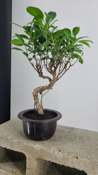 Tiger Bark Ficus bonsai #307 — side angle showing S-curve trunk, on gray backdrop