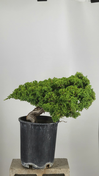 Prostrata Juniper bonsai #235 — side angle on gray backdrop