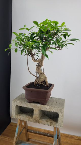 Tiger Bark Ficus bonsai #304 — side angle showing aerial roots, on gray backdrop