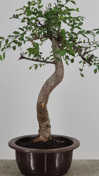Chinese Elm bonsai #216 — trunk detail on gray backdrop