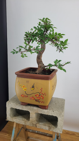 Chinese Elm bonsai #301 — side angle showing trunk movement, on gray backdrop