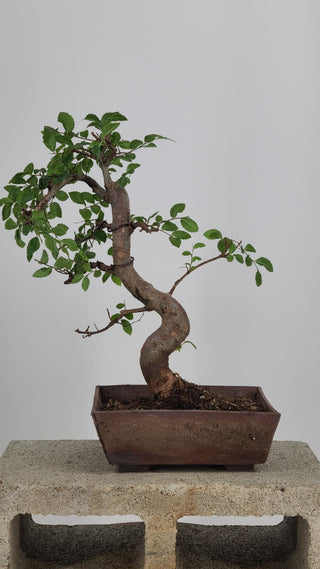 Chinese Elm bonsai #221 — front angle on gray backdrop