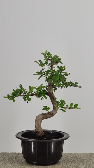 Chinese Elm bonsai #207 — trunk and canopy detail