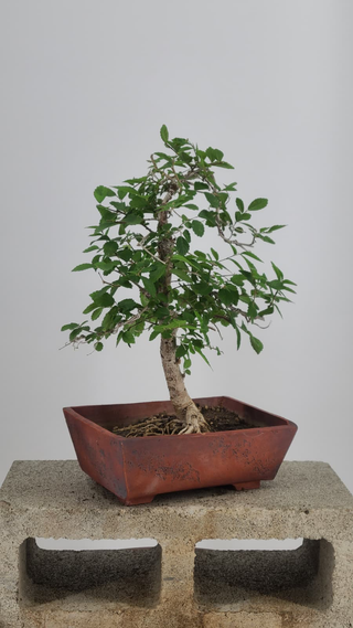 Chinese Elm bonsai #230 — side angle on gray backdrop