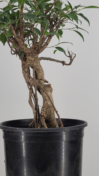 Tiger Bark Ficus #229 — trunk and aerial root detail