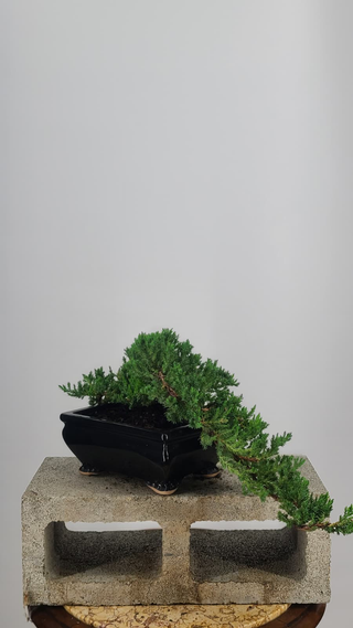 Nana Juniper cascade bonsai #232 — cascade falling over the pot edge, side angle
