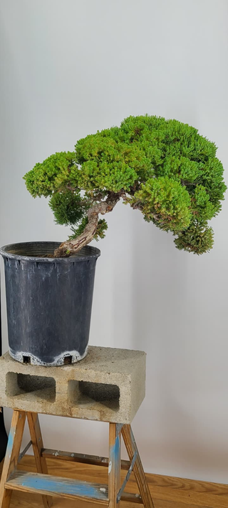 Prostrata Juniper bonsai #238 — sweeping canopy on gray backdrop