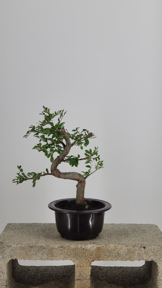Chinese Elm bonsai #205 — back angle on gray backdrop