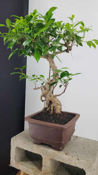 Tiger Bark Ficus bonsai #303 — side angle showing trunk movement, on gray backdrop
