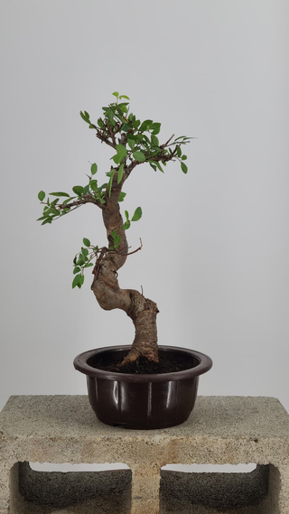 Chinese Elm bonsai #213 — back angle on gray backdrop