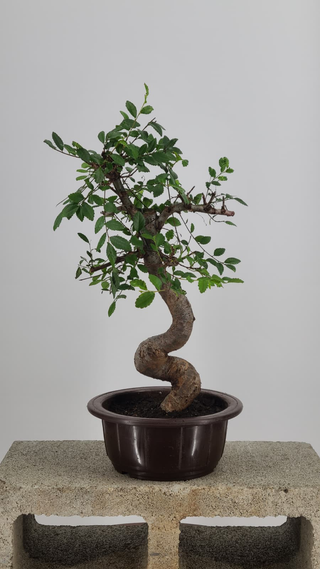 Chinese Elm bonsai #215 — trunk close-up on gray backdrop