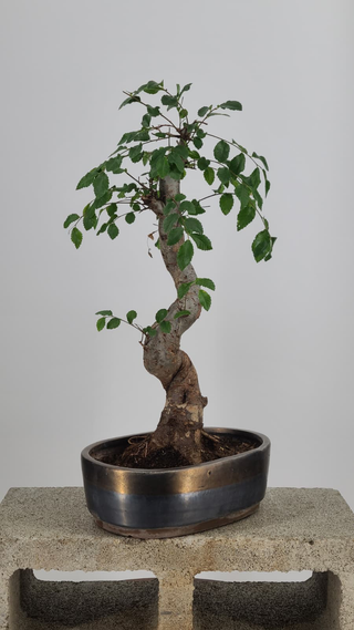 Chinese Elm bonsai #220 — front angle on gray backdrop