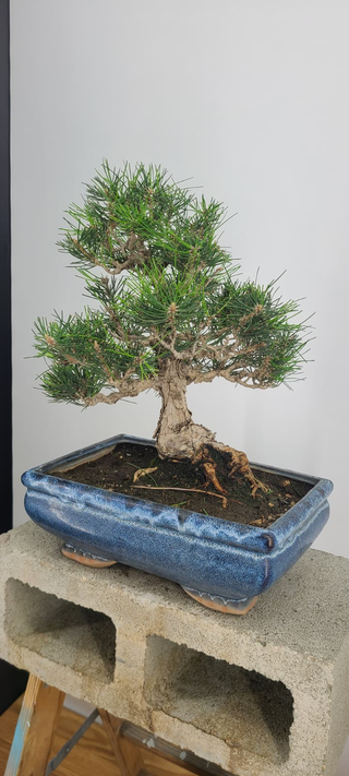 Cork Black Pine bonsai #241 — angled view showing canopy depth
