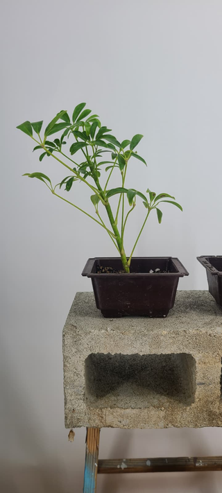 Close-up of a schefflera bonsai's glossy fingered foliage