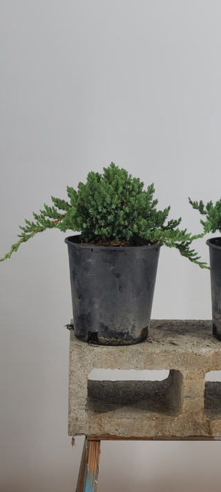Nana Juniper pre-bonsai — spreading foliage detail