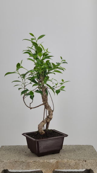 Tiger Bark Ficus bonsai #223 — side angle on gray backdrop