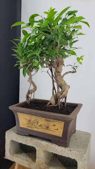 Tiger Bark Ficus grove #305 — side angle showing both trunks, on gray backdrop