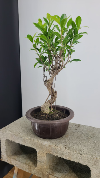 Tiger Bark Ficus bonsai #306 — side angle showing trunk lean, on gray backdrop