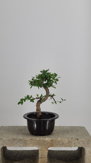 Chinese Elm bonsai #206 — side angle on gray backdrop