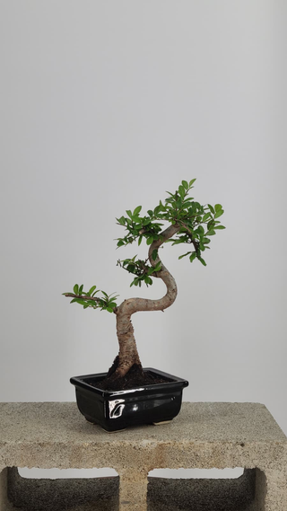 Chinese Elm bonsai #202 — front angle on gray backdrop