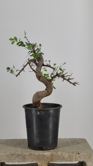 Pre-bonsai Chinese Elm #222 — side angle on gray backdrop