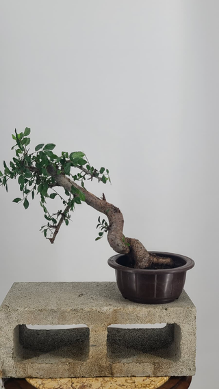 Chinese Elm bonsai #219 — side angle on gray backdrop