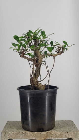Tiger Bark Ficus #228 — side angle on gray backdrop