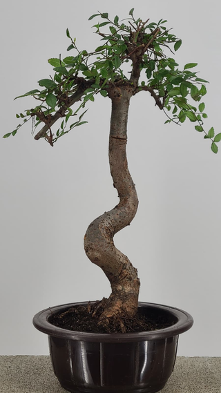 Chinese Elm bonsai #212 — trunk and canopy detail