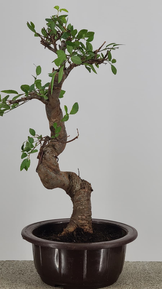 Chinese Elm bonsai #213 — trunk detail on gray backdrop