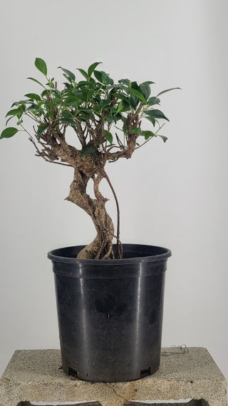 Tiger Bark Ficus #229 — front angle on gray backdrop