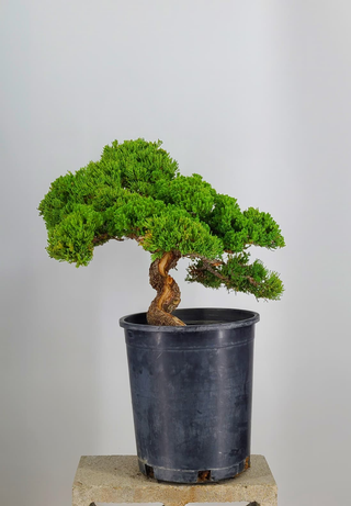 Prostrata Juniper bonsai #233 — trunk and lower branches detail