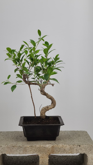 Tiger Bark Ficus bonsai #224 — front angle on gray backdrop