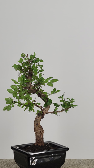 Chinese Elm bonsai #203 — trunk and canopy detail