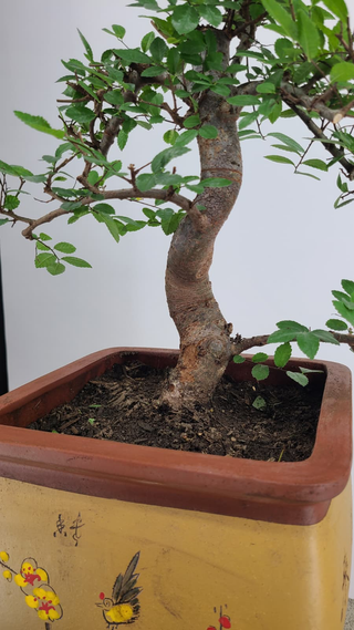 Chinese Elm bonsai #301 — trunk and hand-painted pot detail