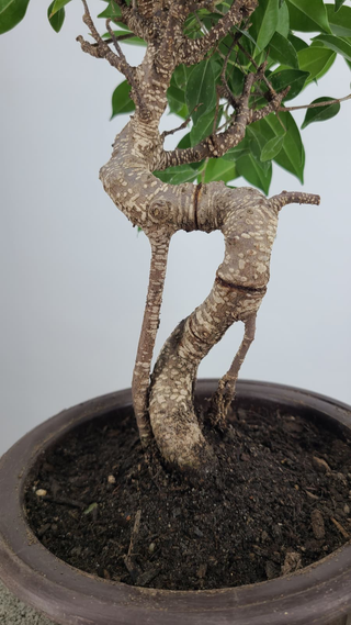 Tiger Bark Ficus bonsai #308 — trunk bend detail