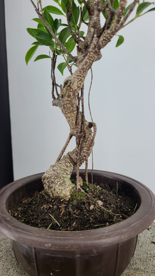 Tiger Bark Ficus bonsai #306 — trunk and aerial root detail