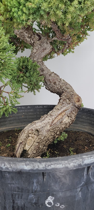 Prostrata Juniper bonsai #238 — gnarled trunk and bark close-up