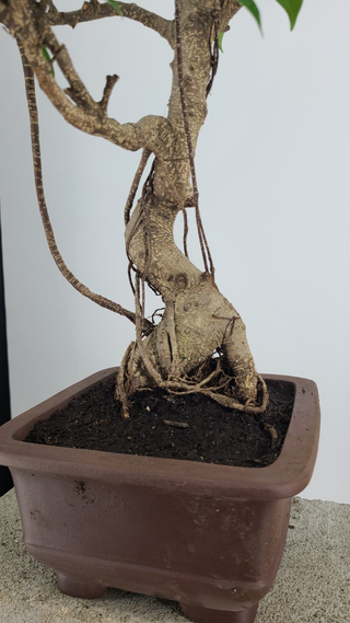 Tiger Bark Ficus bonsai #304 — trunk and aerial root detail