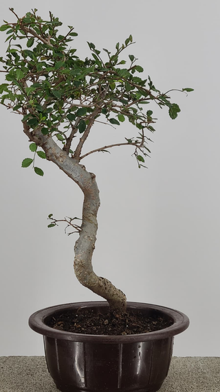Chinese Elm bonsai #218 — trunk and canopy detail