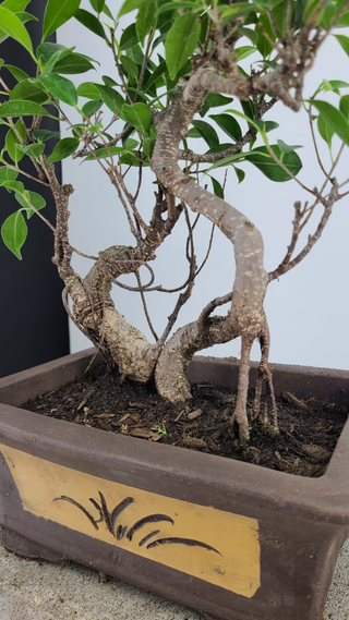 Tiger Bark Ficus bonsai #302 — trunk, aerial roots and etched pot detail