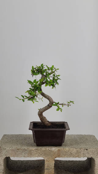 Chinese Elm bonsai #209 — front angle on gray backdrop