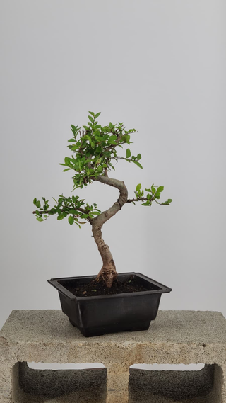 Chinese Elm bonsai #210 — side angle on gray backdrop