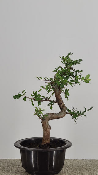 Chinese Elm bonsai #205 — trunk and canopy detail