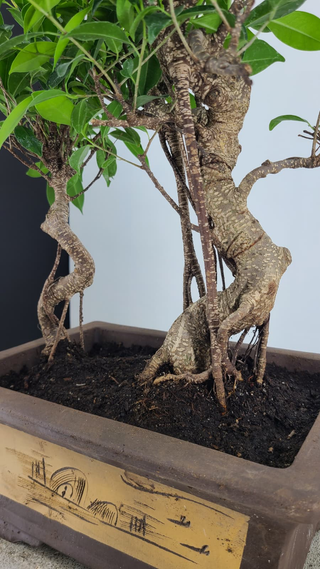 Tiger Bark Ficus grove #305 — trunk and etched pot detail