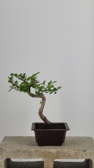 Chinese Elm bonsai #208 — back angle on gray backdrop