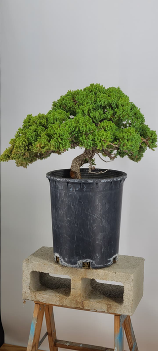 Prostrata Juniper bonsai #237 — full canopy on gray backdrop