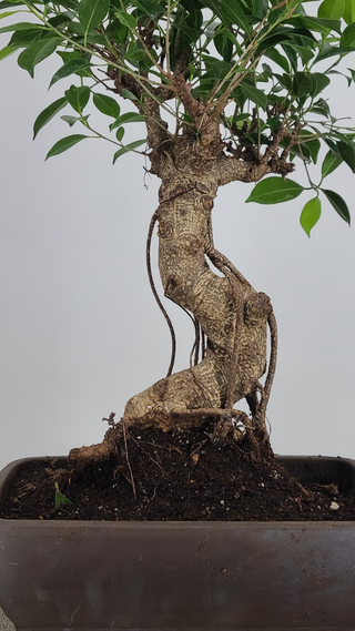 Tiger Bark Ficus bonsai #226 — trunk and aerial root detail