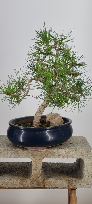 Japanese Black Pine bonsai #236 — canopy and accent stone detail
