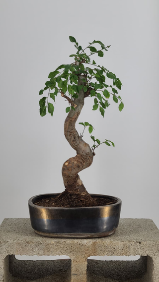 Chinese Elm bonsai #220 — trunk detail on gray backdrop